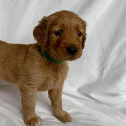 Golden Retrievers from Thoroughmark Retrievers