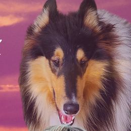 Maverick - Collie