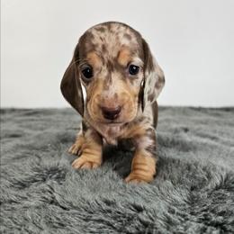 Chocolate and tan dapple female - Dapple female Dachshund puppy in Belle Rive, Illinois from Akin's Miniature Dachshunds, LLC