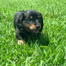 Sprout - Black and tan male Dachshund puppy in Mabank, Texas from Lovin’ Li’s Furry Sausages