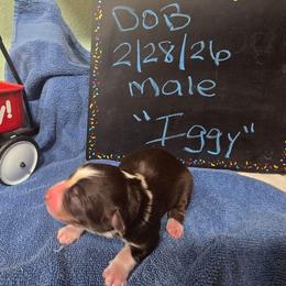 Iggy - Red tri-color male Miniature American Shepherd puppy in Vancouver, Washington from BonDrew's Miniature American Shepherds