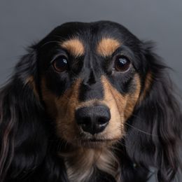 Zeppelin - Dachshund