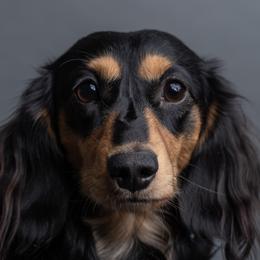 Zeppelin - Dachshund