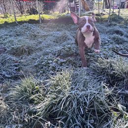 Boo - American Bully puppy from Bosnian Royal Bullies