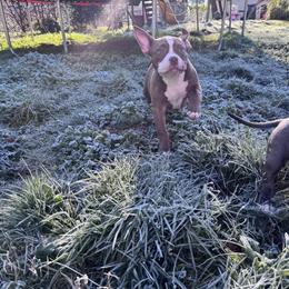 Boo - American Bully puppy from Bosnian Royal Bullies