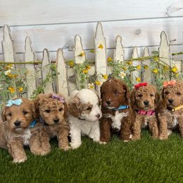 Goldendoodle and Poodle Puppies from Krispydoodle