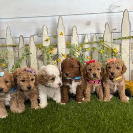 Goldendoodle and Poodle Puppies from Krispydoodle