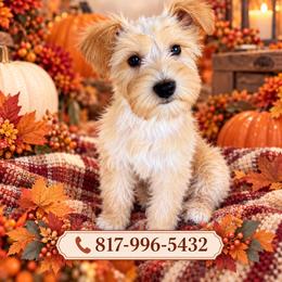 Java - Wheaten male Miniature Schnauzer puppy in Fort Worth, Texas from Sissy’s Schnauzers