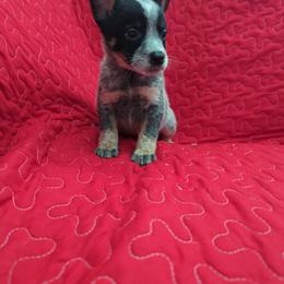 Sprout - Blue speckled male Australian Cattle Dog puppy in Texarkana, Texas from Red Desert Australian Cattle Dogs