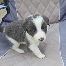McGraw (Tim) - Blue male Border Collie puppy in Richland Hills, Texas from Bordercollieblues