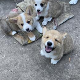 Pembroke Welsh Corgi Puppies from Annwyl McCorgis