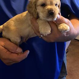 Spanky (Blue) - Buff and white male Cocker Spaniel puppy in Garland, Texas from Palms Cocker Spaniels of Texas