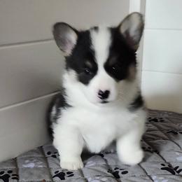 Pembroke Welsh Corgi puppies from Peakaview Corgis