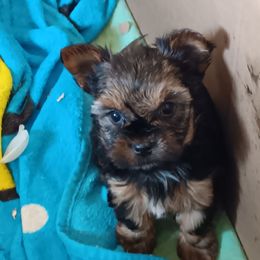 Ginger - Black and tan Yorkshire Terrier puppy in Redford Township, Michigan from Childress Yorkies