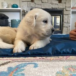 Golden Retriever Puppies from Jumbo’s Goldens