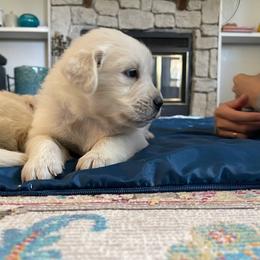 Golden Retriever Puppies from Jumbo’s Goldens