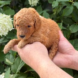 Martha Washington - Red  female Poodle puppy in Fairfield, North Carolina from Leaning T Ranch