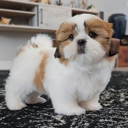 AKC Red and White Parti Male 2 - Red and white male Shih Tzu puppy in Las Vegas, Nevada from Beirin Breige Shih Tzus