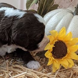 Australian Labradoodle Puppies from Doodle Inn Labradoodles