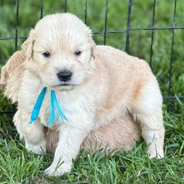 River (blue) - Golden male Golden Retriever puppy in Franklin, West Virginia from Wildmour K9