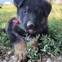 Boy 3 - Black and red male German Shepherd puppy in Pioneer Junction, Montana from Swede Mountain Shepherds