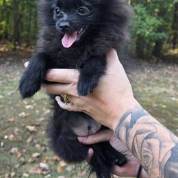 Black - Black male Pomeranian puppy in Beech Bluff, Tennessee from Earnest's Southern kennels