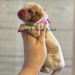 Pink girl - Red and white female Basset Hound puppy in Conway, Missouri from Ozark Mountain Kennel