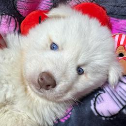 AKC-Zircon - White male Siberian Husky puppy in Centreville, Maryland from Huskies By the Bay