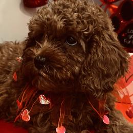 Cavapoo and Cavapoochon Puppies from Kayes Cavapoos