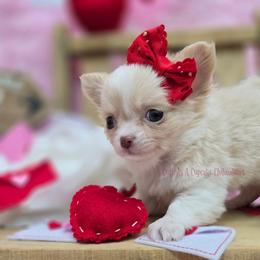 Emily Cratchit 5000 - Cream and white female Chihuahua puppy in Piqua, Kansas from Cute As A Cupcake Chihuahuas