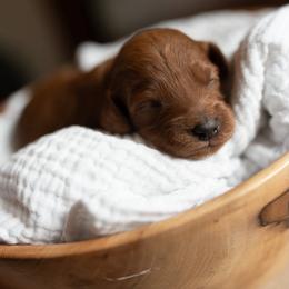 Heath - Red  male Goldendoodle puppy in Wake Forest, North Carolina from Dreamcoat Doodles