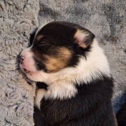 Alfie - Black and tan male Pembroke Welsh Corgi puppy in Purcellville, Virginia from Rhone River Farm Pembroke Welsh Corgis