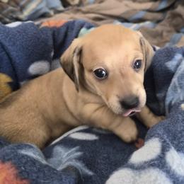 Palmer - Cream male Dachshund puppy in Salem, Oregon from Wonder Weenies