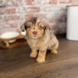 Ricotta BLUE EYES - Brown merle male Aussiedoodle puppy in Sweetwater, Florida from Sandy Snout Doodles