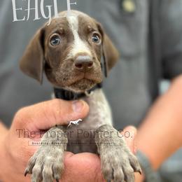 Eagle - male German Shorthaired Pointer puppy in Six Mile, South Carolina from The Proper Pointer Co.