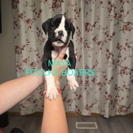 Maya - Brindle female Boxer puppy in Mount Zion, Illinois from Foulk's Boxer Puppies