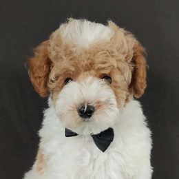 Poodles from Crimson Ridge Poodles