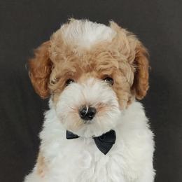 Poodles from Crimson Ridge Poodles