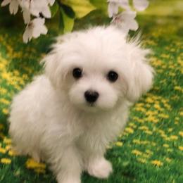 Jellybean jr. - White male Maltese puppy in North Myrtle Beach, South Carolina from Perfect Puppies