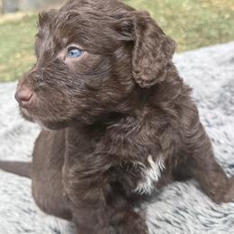 George Strait - Chocolate male Labradoodle puppy in Kingston, Georgia from CC Familydoodles
