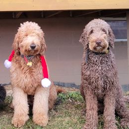 Goldendoodles and Poodles from Mountainside Doodles and Poodles