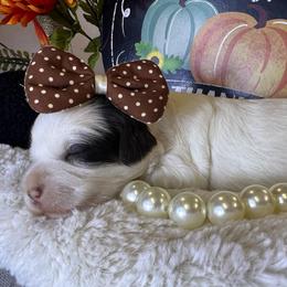 Roxie - Parti female Goldendoodle puppy in Boaz, Alabama from Doodles All Day