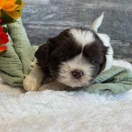 Coconut - Black and white female Shih Tzu puppy in Osseo, Michigan from Paws in the Country