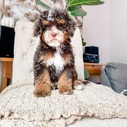 Cockapoo Puppies from Cockapoo Puppies and Co.