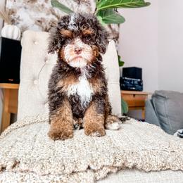 Cockapoo Puppies from Cockapoo Puppies and Co.