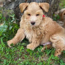 AKC Red collar Male - Wheaten male Miniature Schnauzer puppy in Calhoun, Georgia from The BrickHouse Miniature Schnauzers