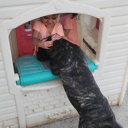 Cane Corso Puppies from JSM Corsos