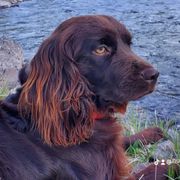 Neko - Boykin Spaniel