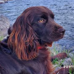Neko - Boykin Spaniel