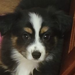 Miniature Australian Shepherds from DRS Mini Australian Shepherds